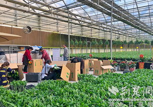 农青园艺花枝俏销北上广，农业服务升级引领乡村振兴