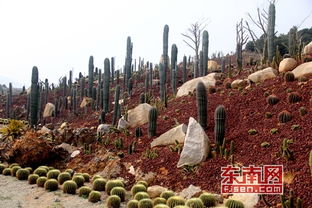 农业遇上智慧气象 互联网助力乡村振兴与园艺服务升级