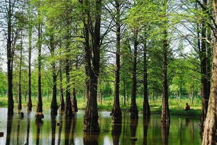 明山头镇 林虾共生开辟生态农业新路子