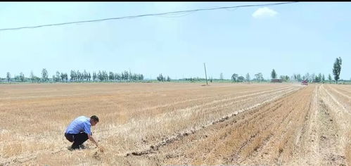 济宁嘉祥 复合种植与托管式服务助农增产增收