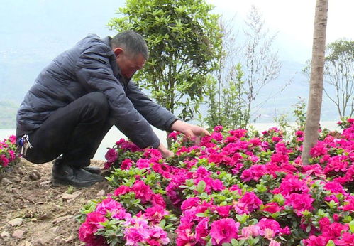 新建村 发展花卉苗木产业，壮大村集体经济