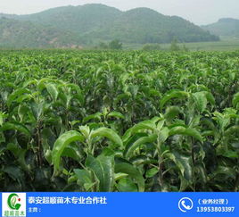 梨树苗选购指南 开封超顺苗木的农业园艺服务解析