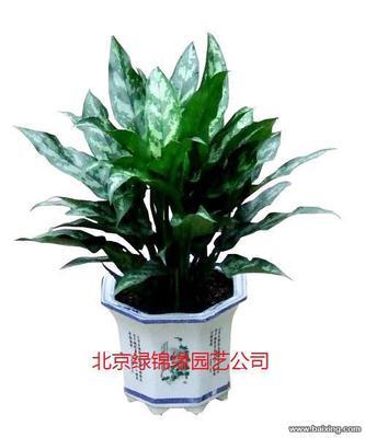 北京农业园艺服务 花卉销售、绿植租赁与鲜花批发全解析