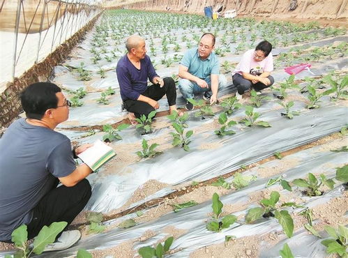 从田间到舌尖 科技芯赋能农业园艺服务
