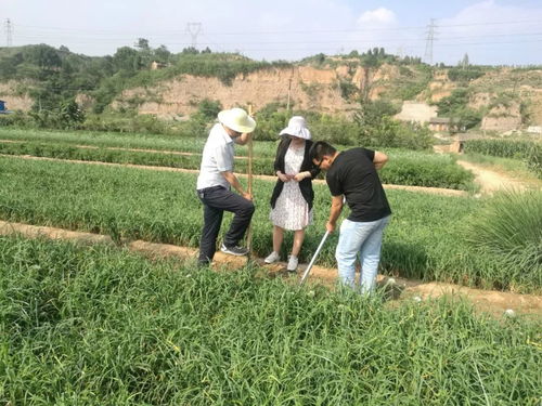 耀州区整区环境评价护航无公害农产品基地建设，农业园艺服务迈向新阶段