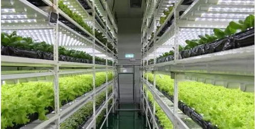 LED照明装置 定义解析与农业园艺服务应用新篇