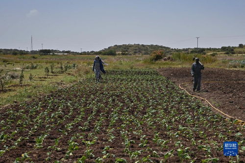 友谊之种，在非洲大地绽放——中国农业专家助力厄立特里亚农业发展