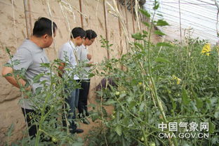 吴起气象服务进大棚，科技赋能农业园艺新篇章