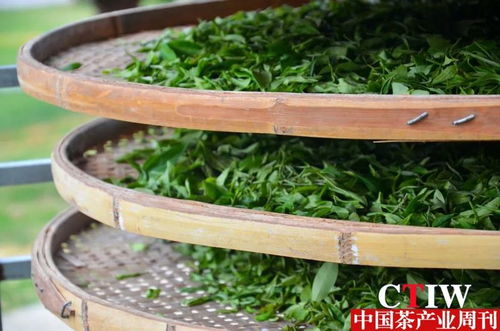 科技赋能茶产业 湖南农大园艺学院博士团赴福田茶场开展技术示范与服务