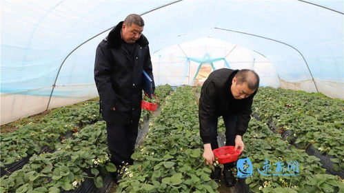 宿豫 织密农产品质量安全防护网，筑牢农业园艺服务根基