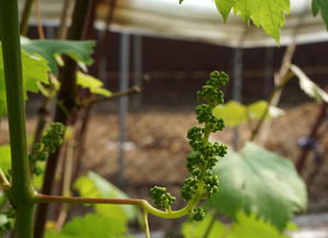 辽宁农业职业技术学院都市园艺 硕果累累映衬下的美丽校园与专业服务