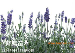 薰衣草与福禄考的种植与批发 农业园艺服务的专业指南