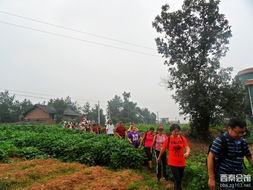 行走日记307篇 探访俞冲农团木材加工厂与农业园艺服务的融合