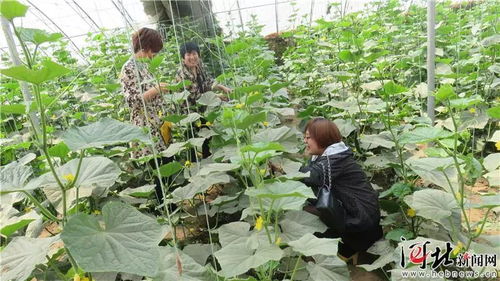 河北发布13条‘冬农趣’系列乡村旅游精品线路，助力服务农业园艺主题（含路线卡）